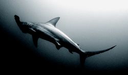 Galapagos 2006. by Chris Wildblood 